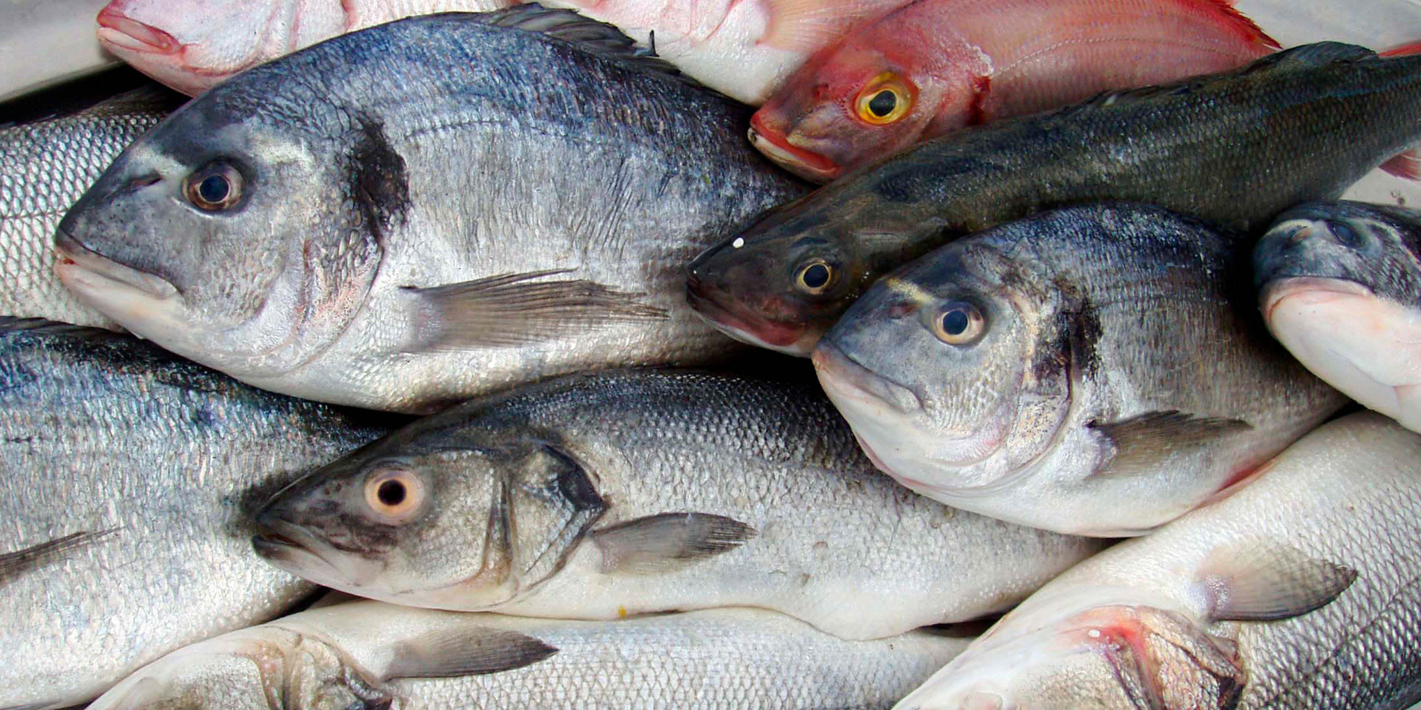Viele tote Fische