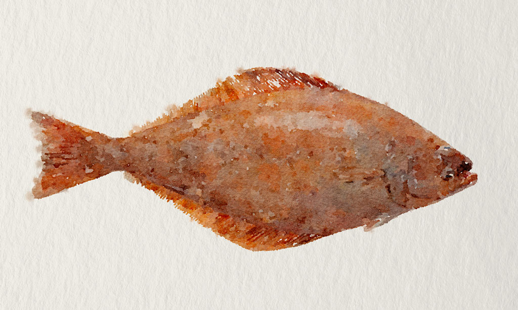 Heilbutt