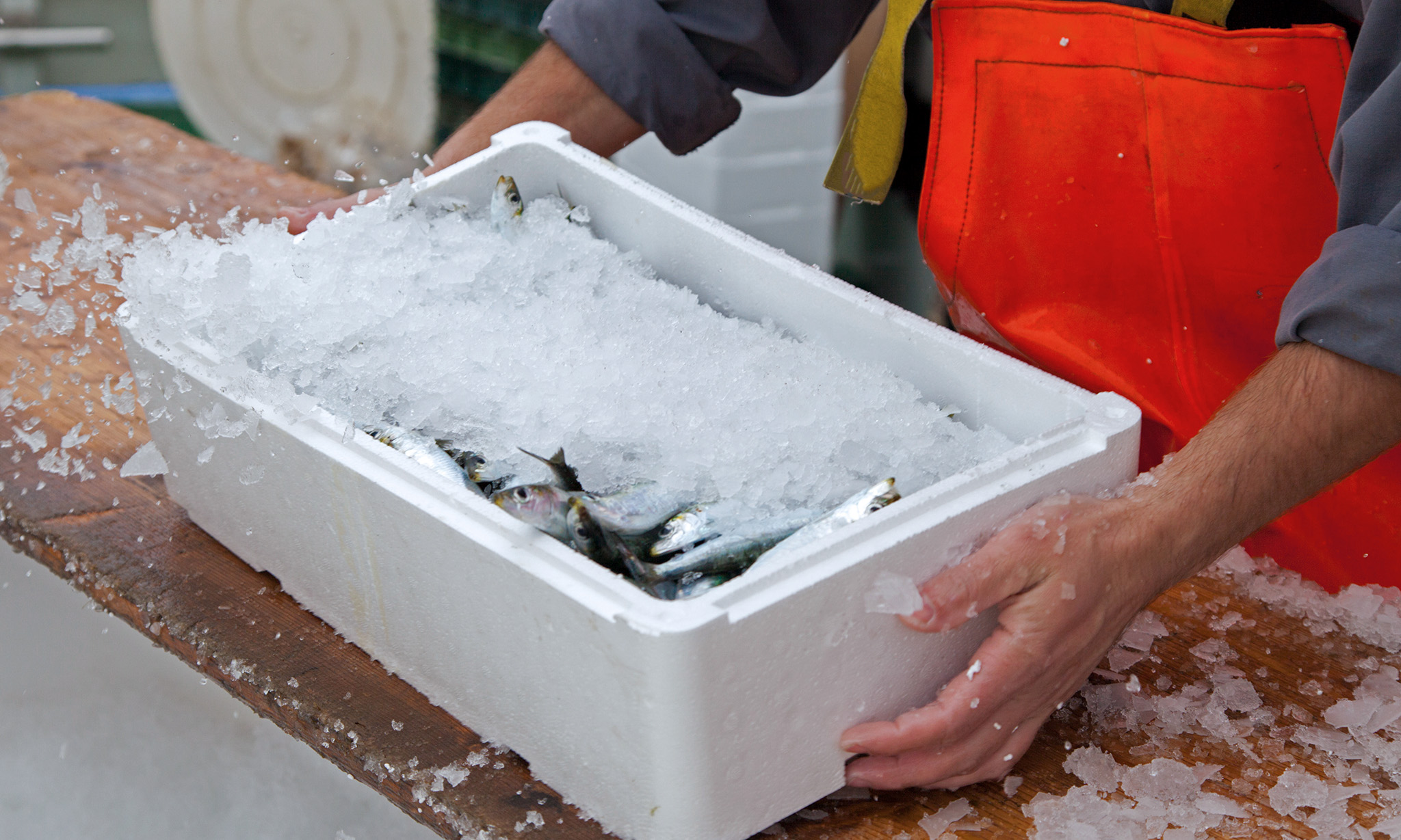 Ein Mensch mit roter Arbeitsschürze hält eine Isolierbox mit Fisch auf Eis auf einem Tisch