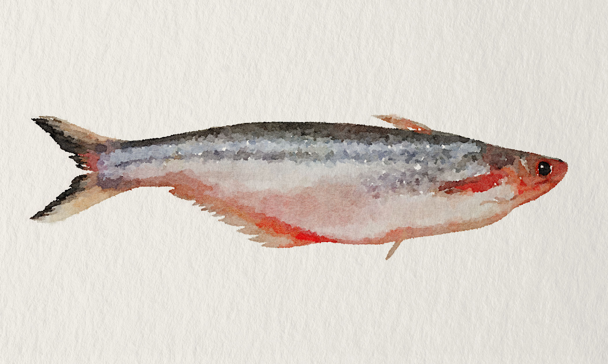 Pangasius
