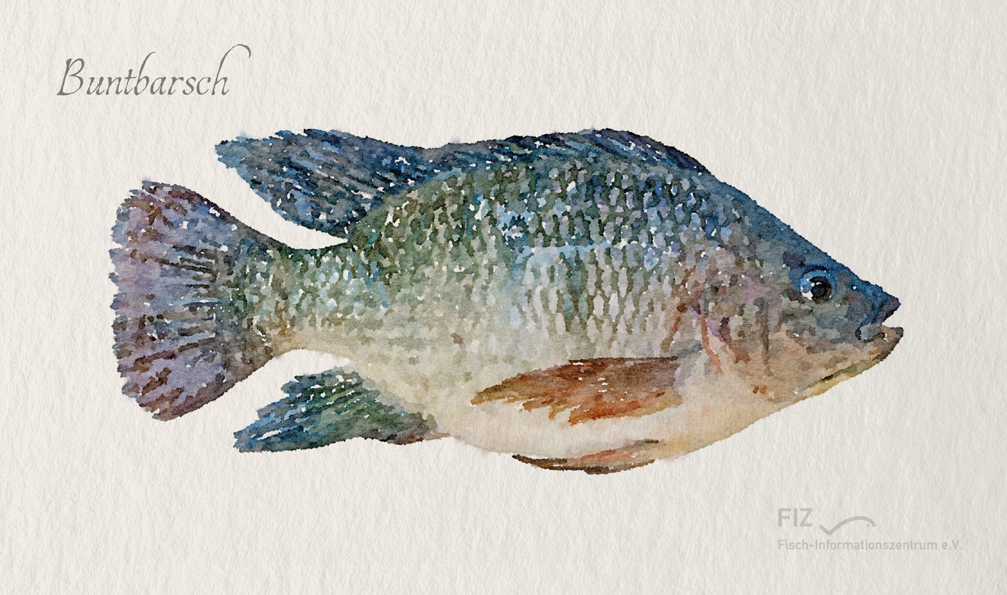 Buntbarsch: Illustration des Fischs im Aquarell-Stil