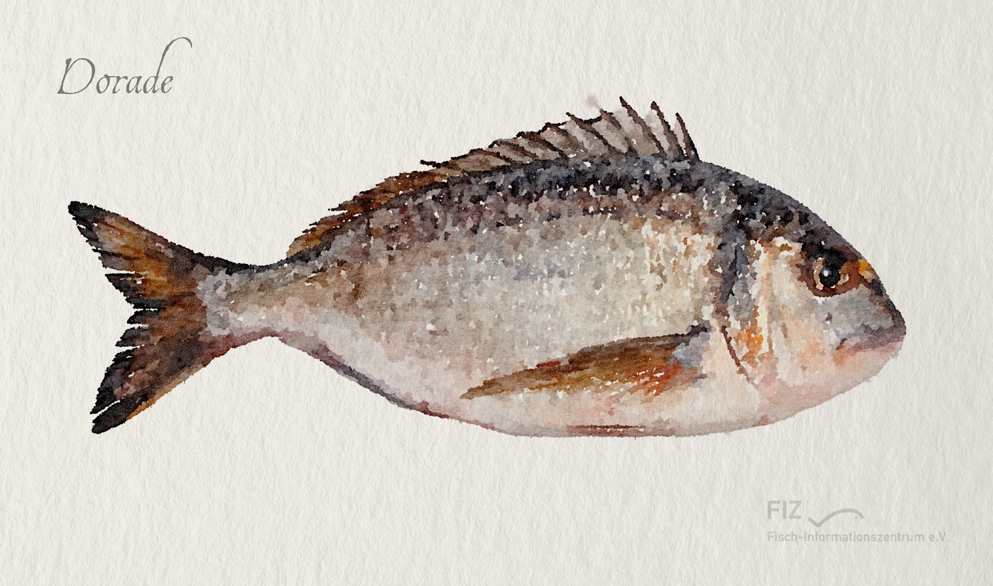 Lachs: Illustration des Fischs im Aquarell-Stil