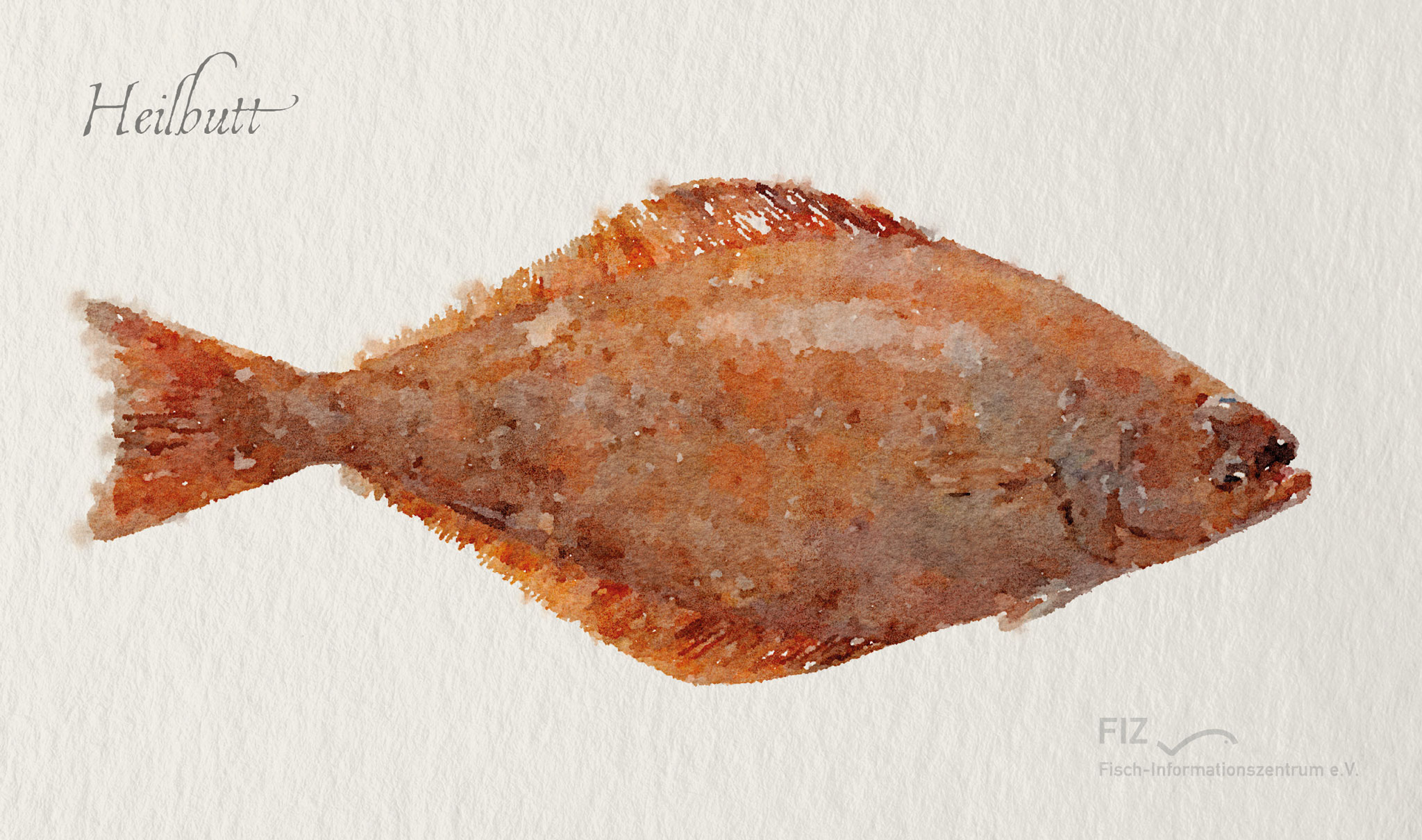 Heilbutt: Illustration des Fischs im Aquarell-Stil