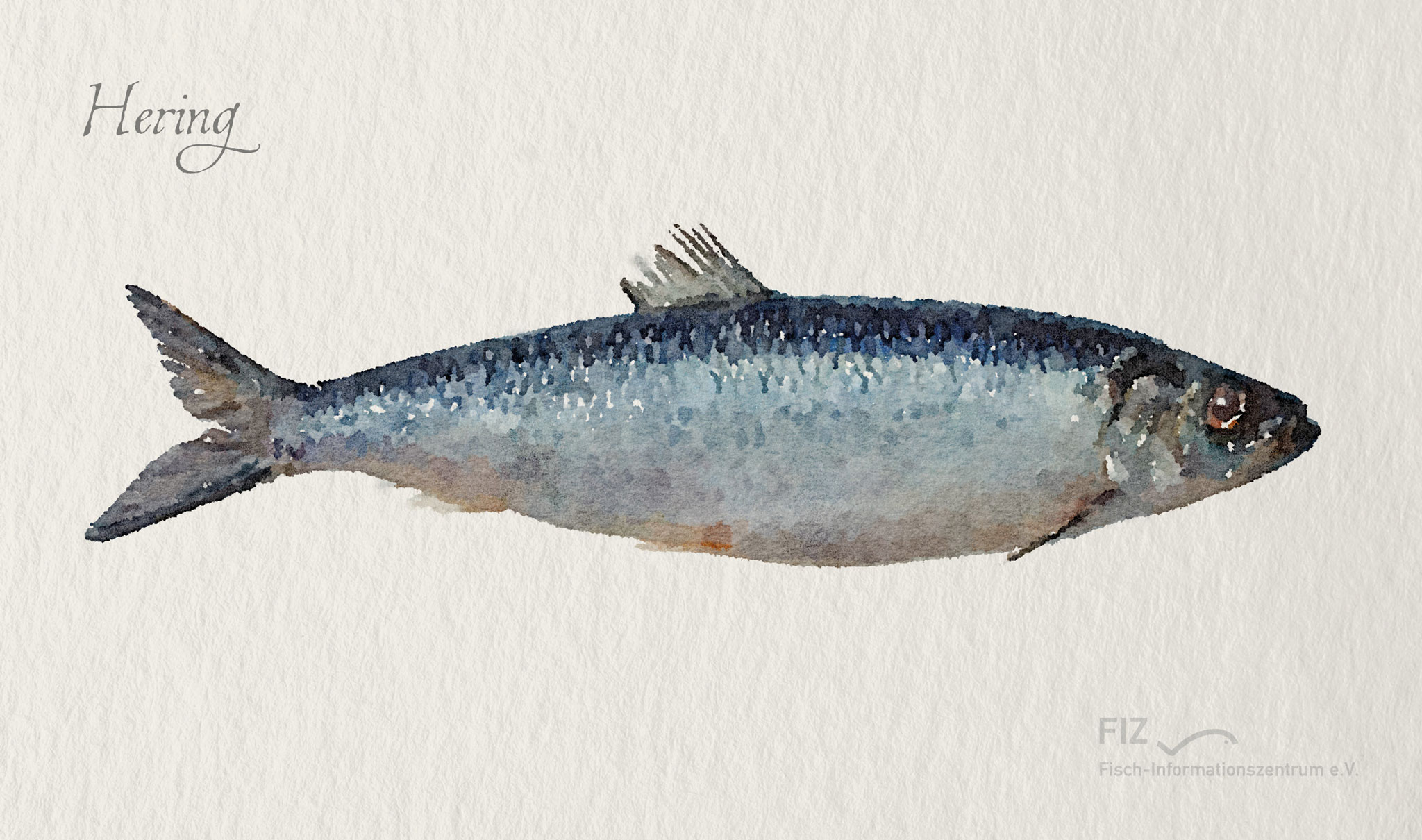 Hering: Illustration des Fischs im Aquarell-Stil
