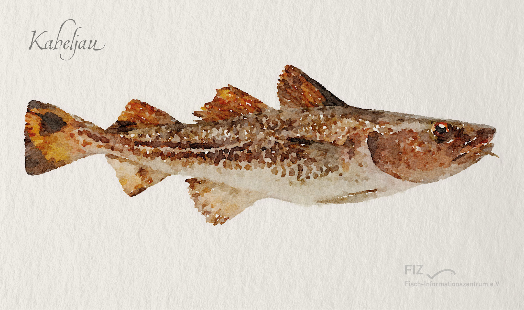 Kabeljau: Illustration des Fischs im Aquarell-Stil