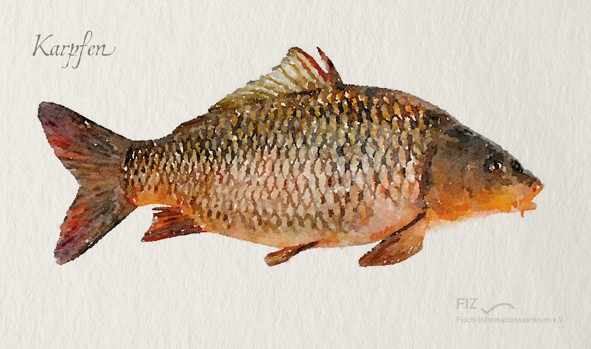 Karpfen: Illustration des Fischs im Aquarell-Stil