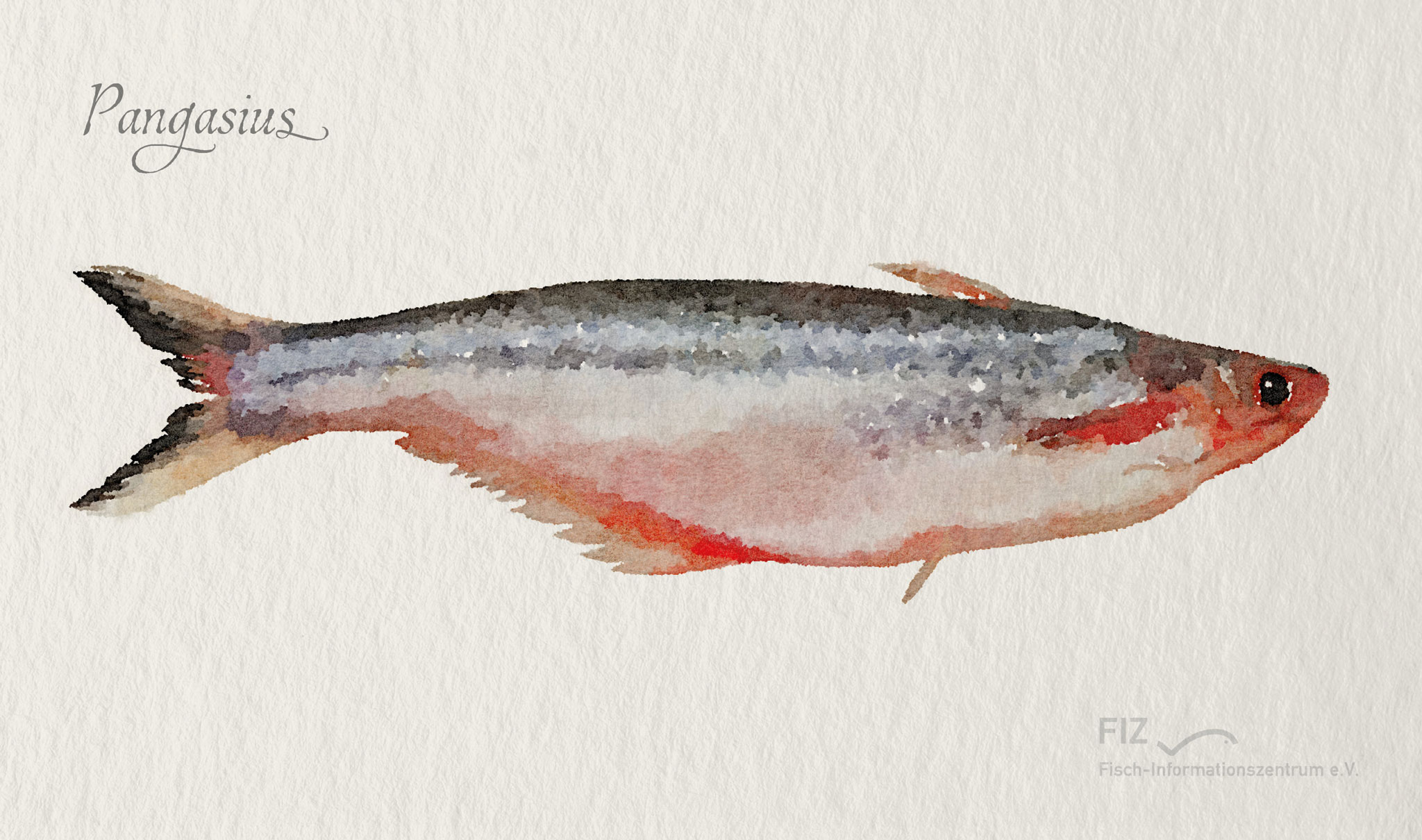 Pangasius: Illustration des Fischs im Aquarell-Stil