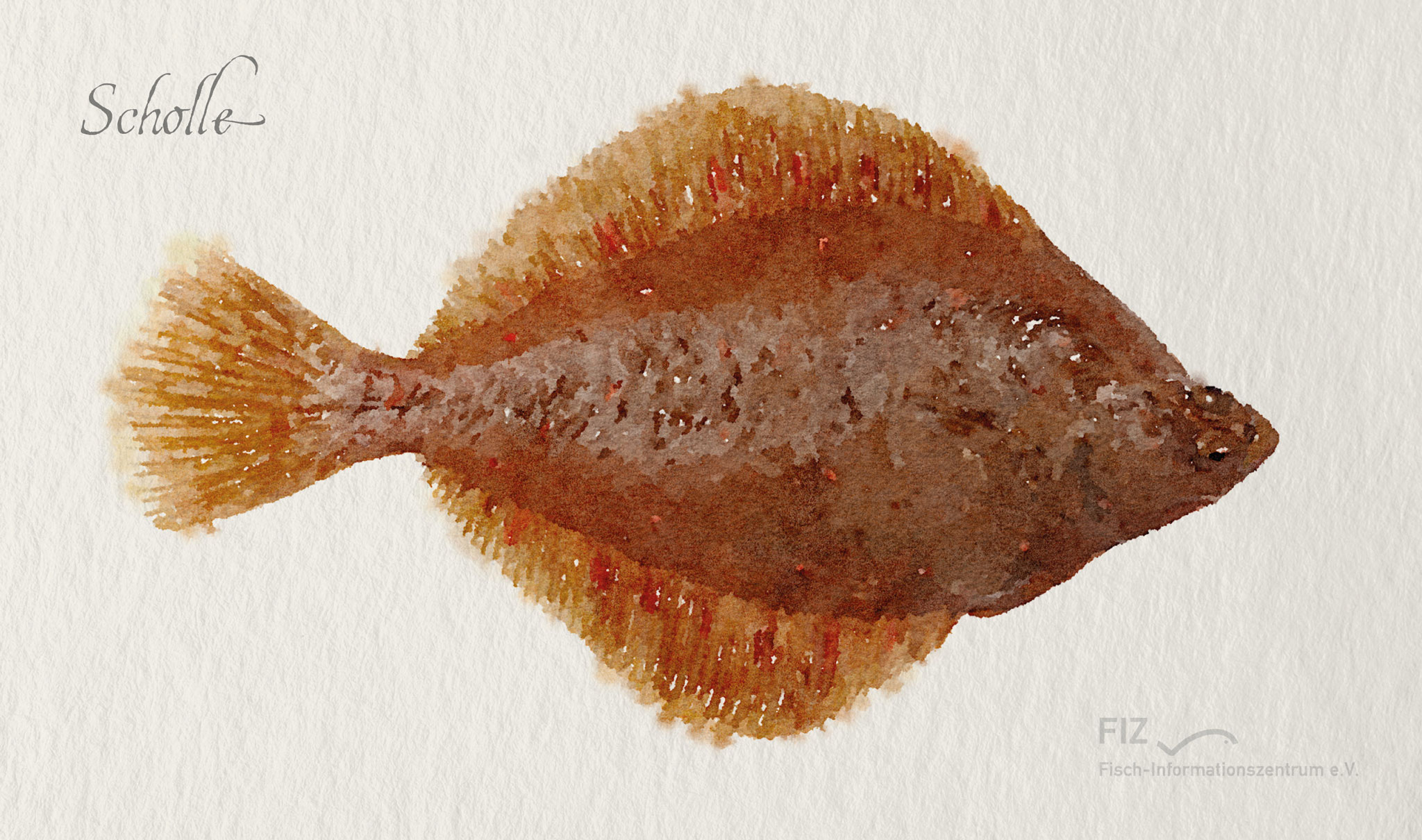 Scholle: Illustration des Fischs im Aquarell-Stil