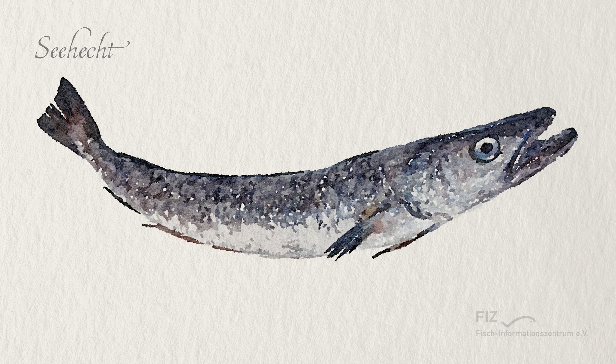 Seehecht: Illustration des Fischs im Aquarell-Stil