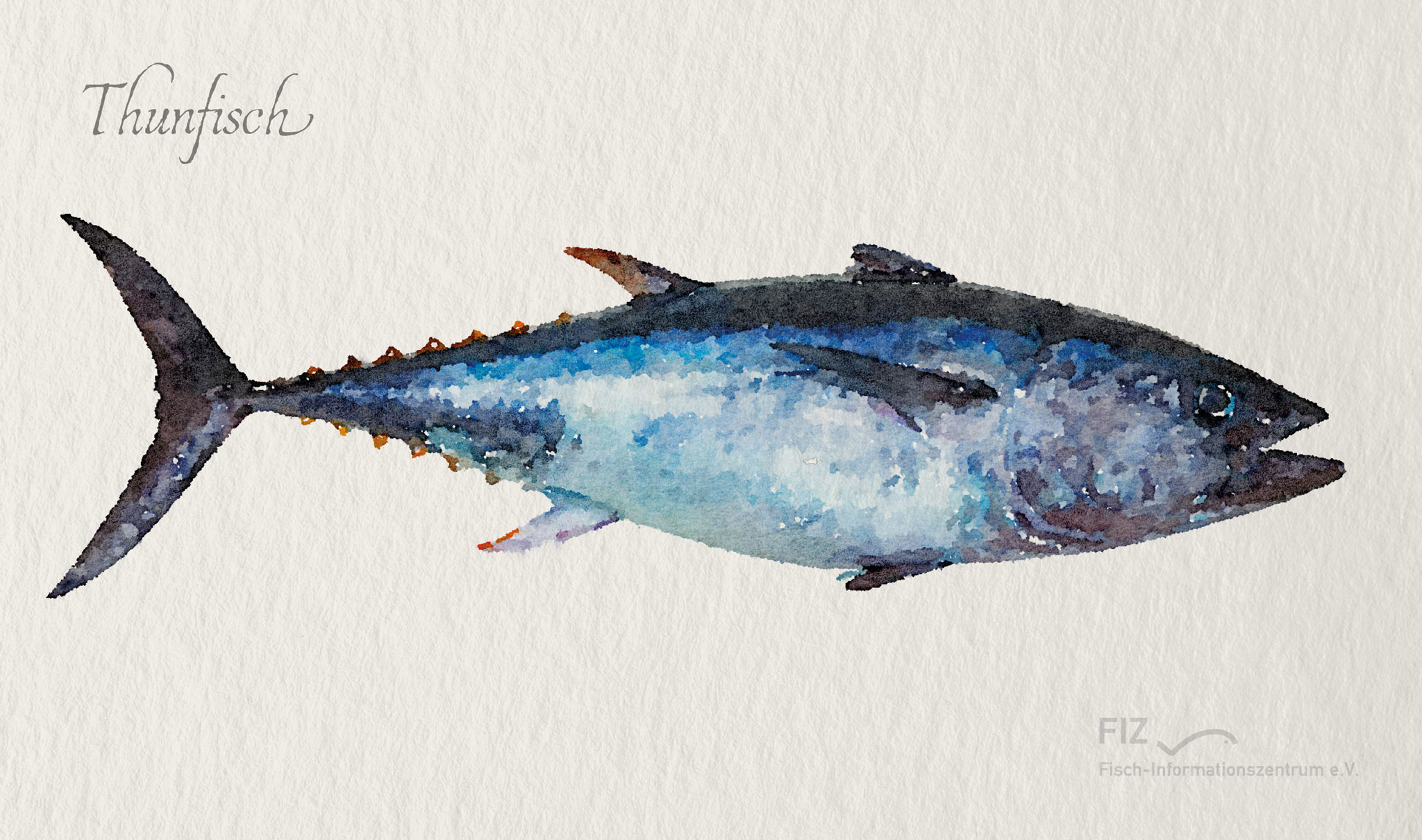Thunfisch: Illustration des Fischs im Aquarell-Stil