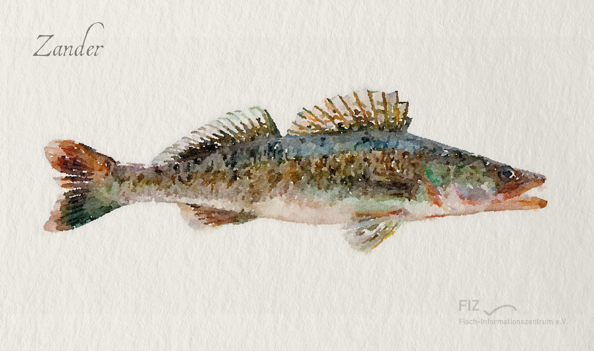 Zander: Illustration des Fischs im Aquarell-Stil