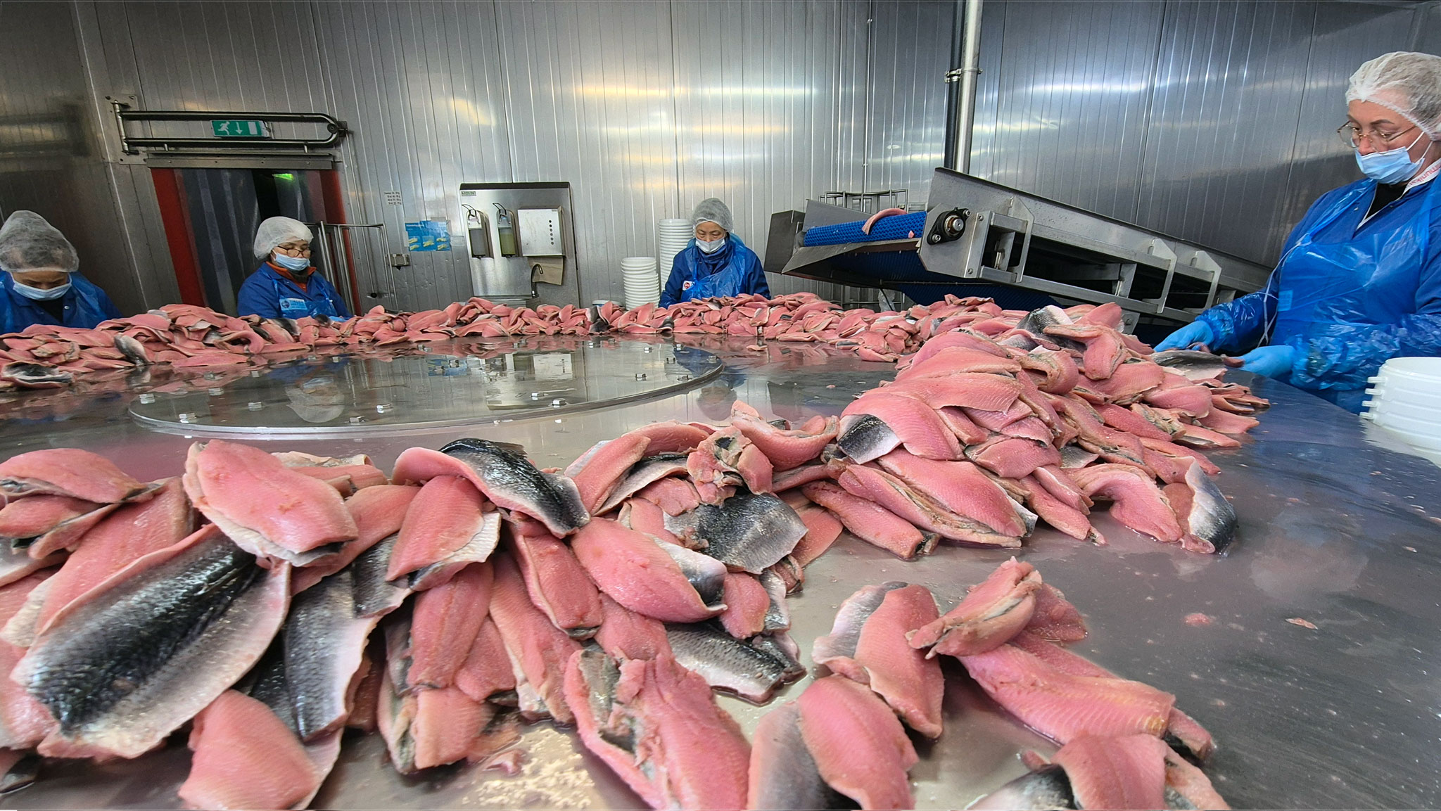 Nach der Reifung wird auf dem stählernen Matjes-Karussell von den Mitarbeiterinnen die Haut der Filets von Hand abgezogen.
