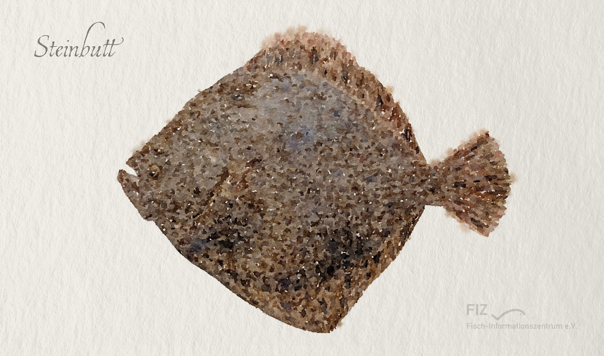 Steinbutt: Illustration des Fischs im Aquarell-Stil