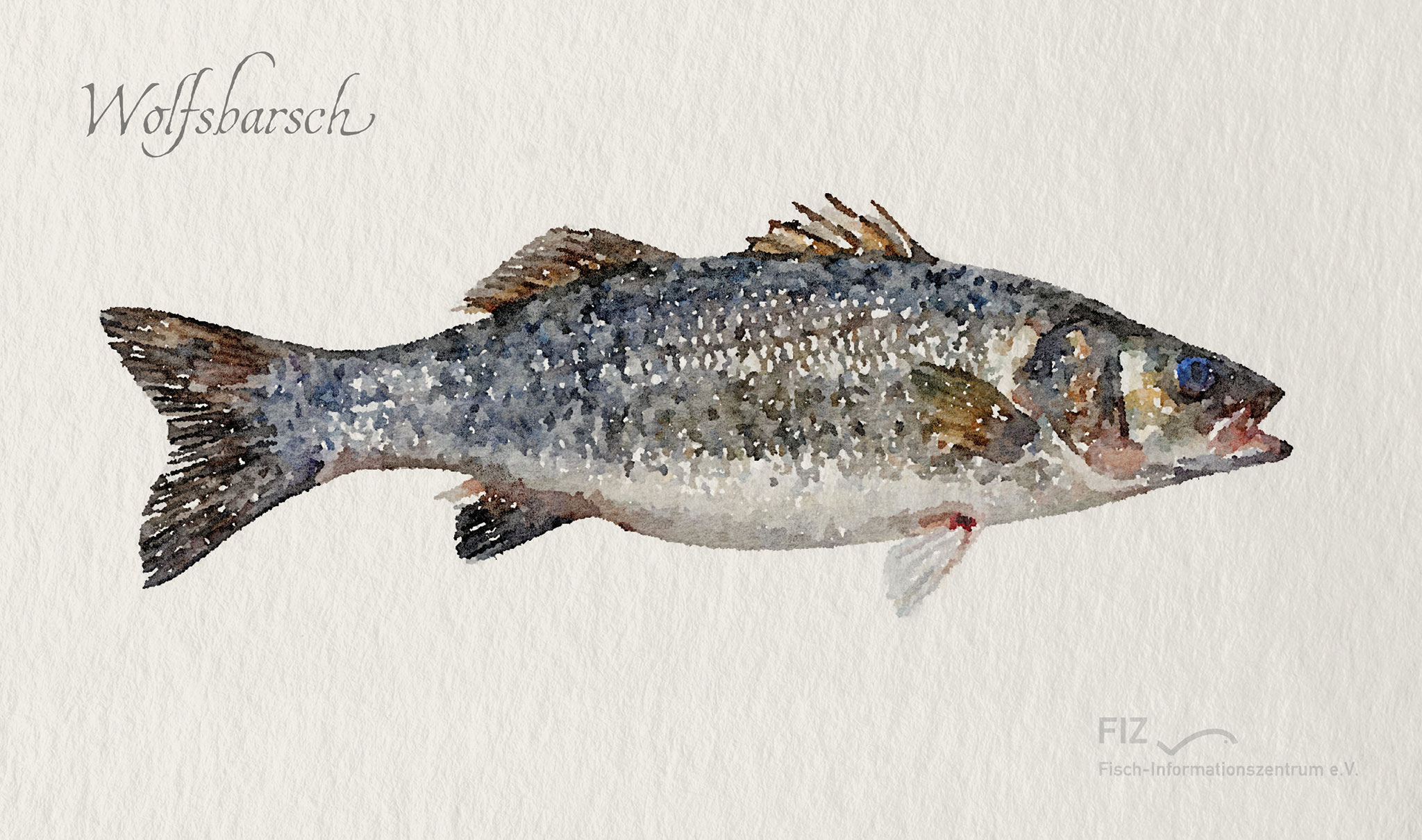 Wolfsbarsch: Illustration des Fischs im Aquarell-Stil