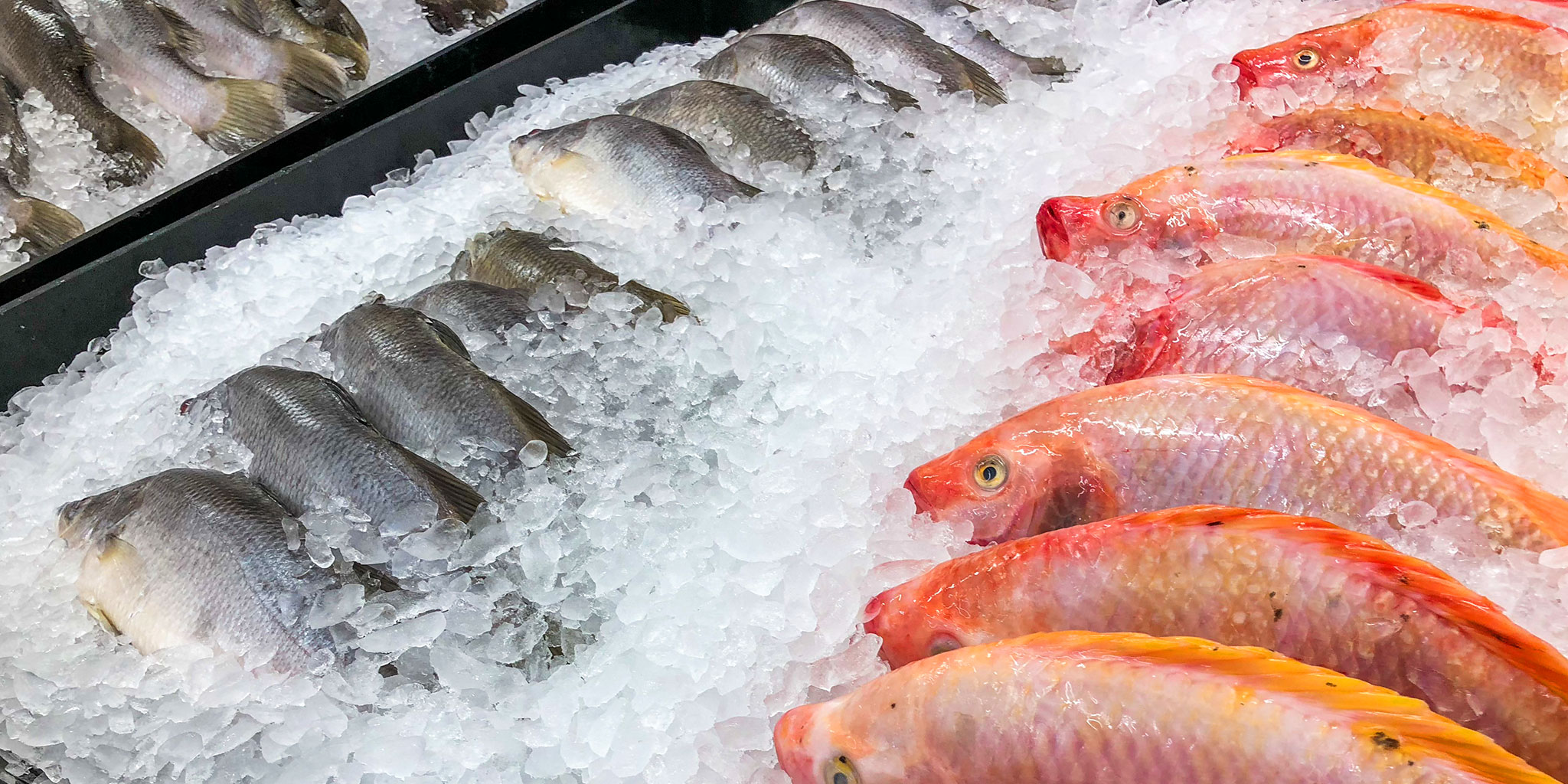 Ein Eisbett mit frischen ganzen Fischen verschiedener Sorten