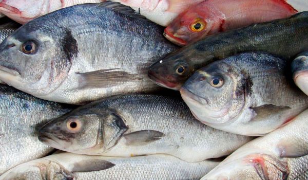 Vier verschiedene Fischrezepte